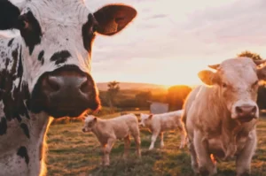 Close-up of a black and white cow with three other cows in a grassy field at sunset, highlighting the impact of refrigeration on preserving dairy products.